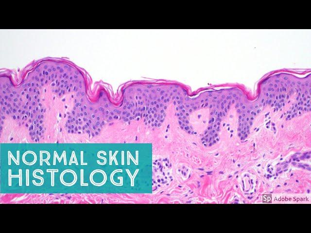 Normal Skin Histology - Explained by a Dermatopathologist