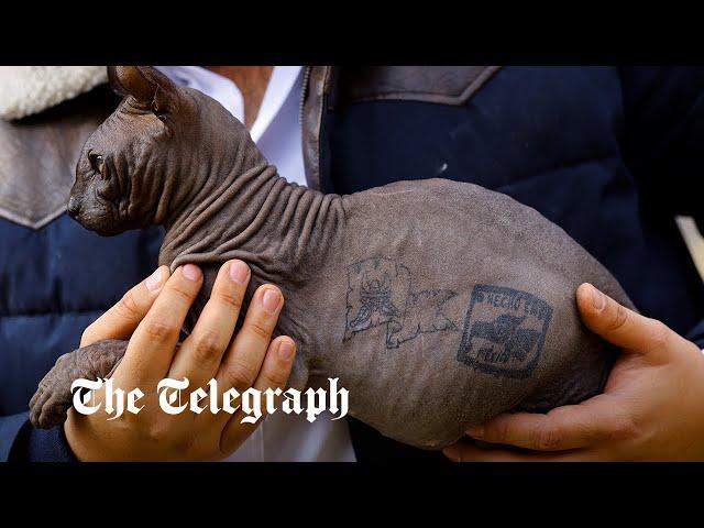 Sphynx cat tattooed by Mexican prisoners needs new home