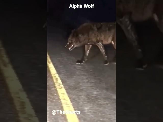 Alpha Wolf #wolf #alphamale