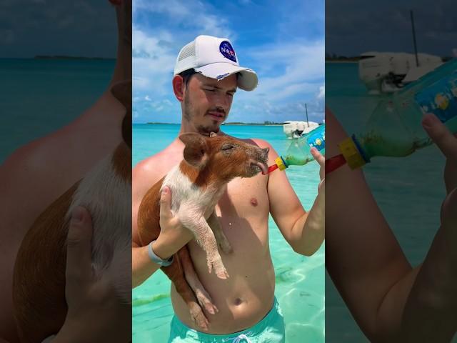 Swimming Pigs Exuma Bahamas  #shorts #travel