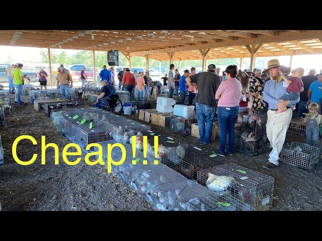 Animals SOLD CHEAP at the Amish Auction!