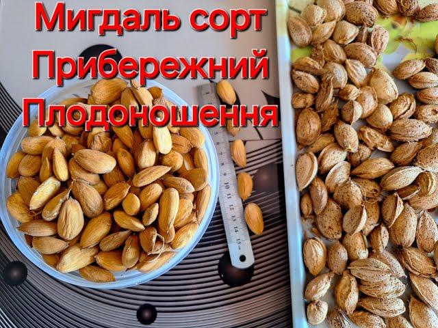 Як плодоносить мигдаль сорт Прибережний