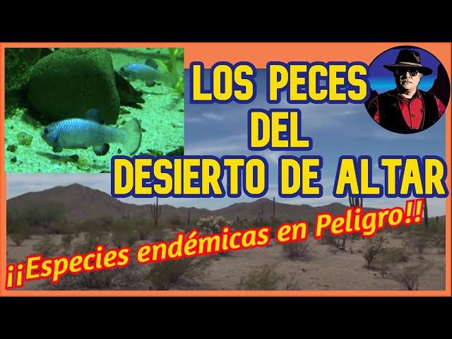 Los peces del Desierto de Altar