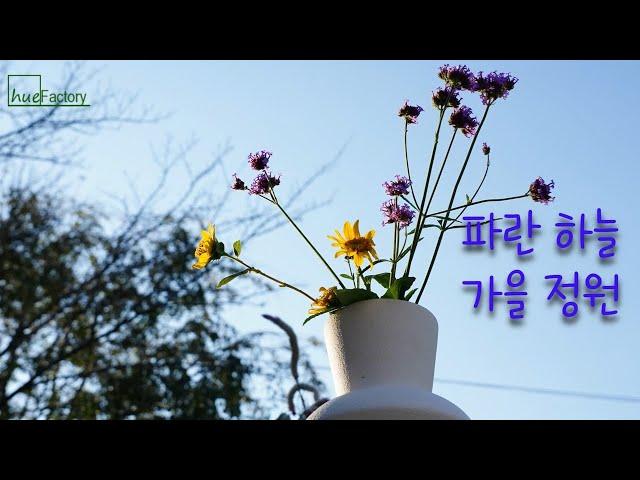 가을파종/접시꽃,은쑥,마삭줄 옮겨심기/아름다운 가을정원/Beautiful Korean autumn garden/10월 정원 일상/Gardening Tips/정원가꾸기