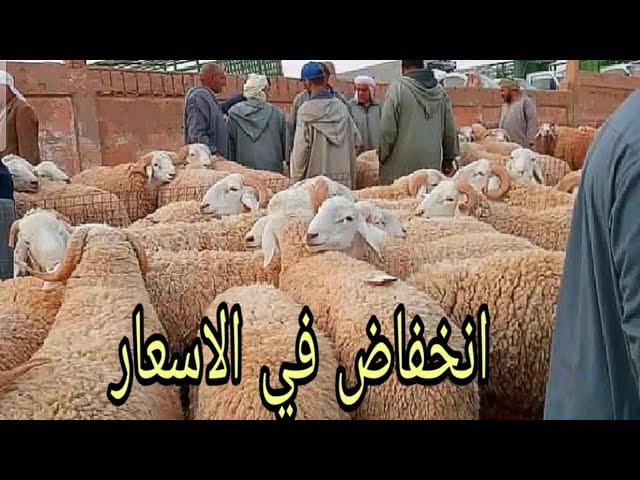 اسعار المواشي اليوم بالجزائر/ سوق المواشي في البيرين ولاية الجلفة 11 مارس 2025/ اسعار في تراجع كبير