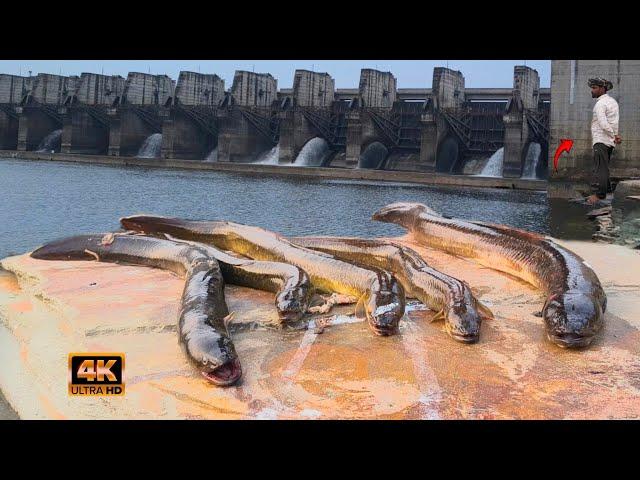 Night fishing for monster eels At the Dam 