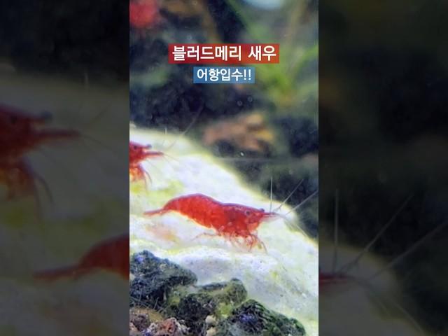 블러드메리 새우 어항 입수 #새우어항 #블러드메리새우