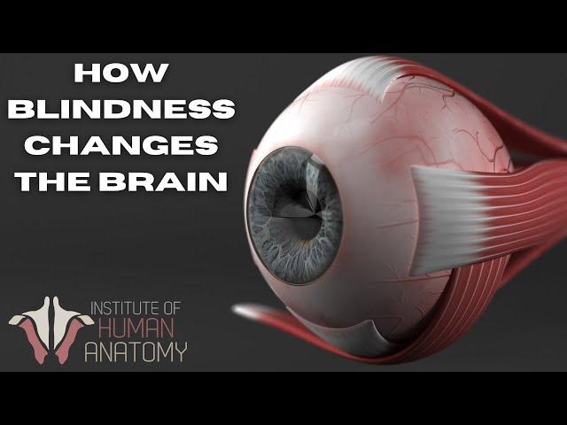 How the Brain Responds to Blindness