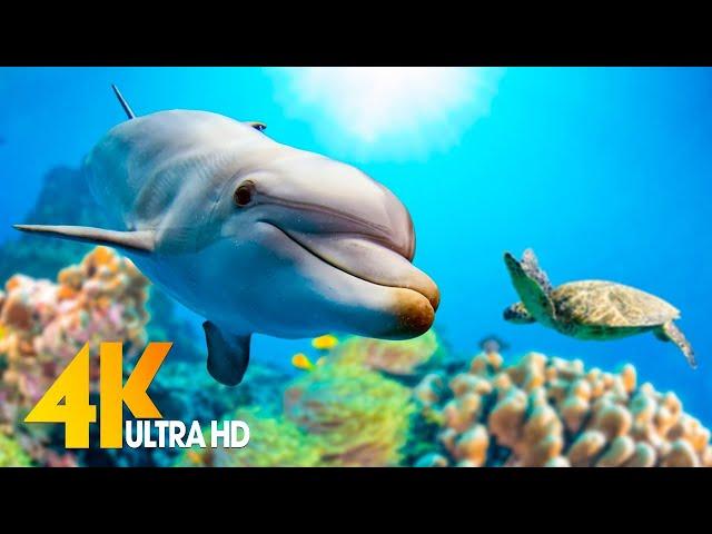 [NEW] 11H Stunning 4K Underwater Wonders - Relaxing Music | Coral Reefs, Fish & Colorful Sea Life