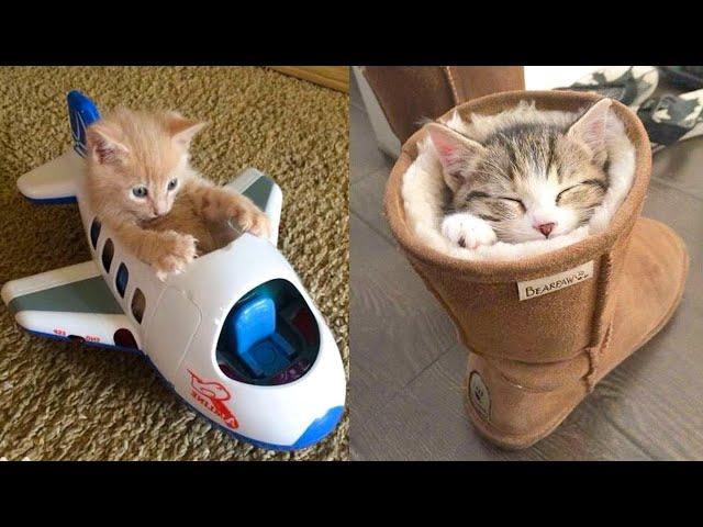 Baby Cats - Cute and Funny Cat Videos Compilation #21 | Aww Animals