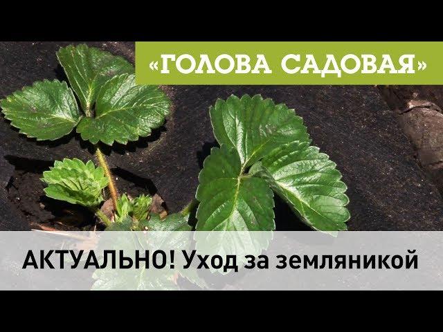 Голова садовая - АКТУАЛЬНО! Уход за земляникой