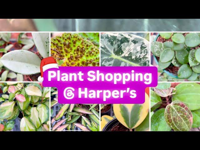 Plant Shopping @ Harper’s | Hoya, Monstera & More! Vlogmas # 10