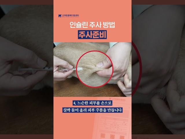인슐린 주사 방법ㅣ고려동물메디컬센터