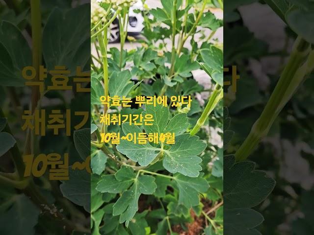 효능: 풍과 열증에 효험 (중풍,통풍,풍,풍열) 등 있다.