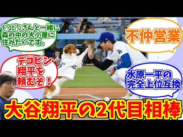 デコピンを謳歌するファンの反応集【大谷翔平】【犬】【コーイケルホンディエ】【水原一平】