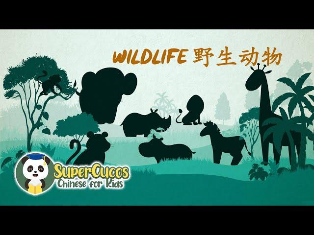Learn Chinese for Kids- Wildlife | 学中文- 野生动物| Aprender Chino - Fauna Silvestre