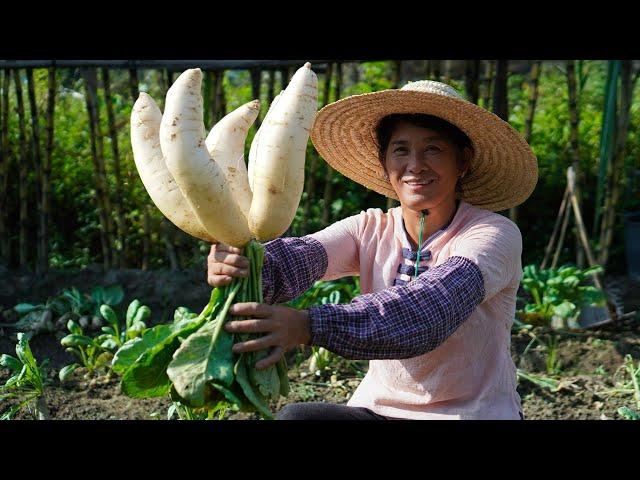 Rural Woman Harvests Radishes and Makes Traditional Radish Pickles