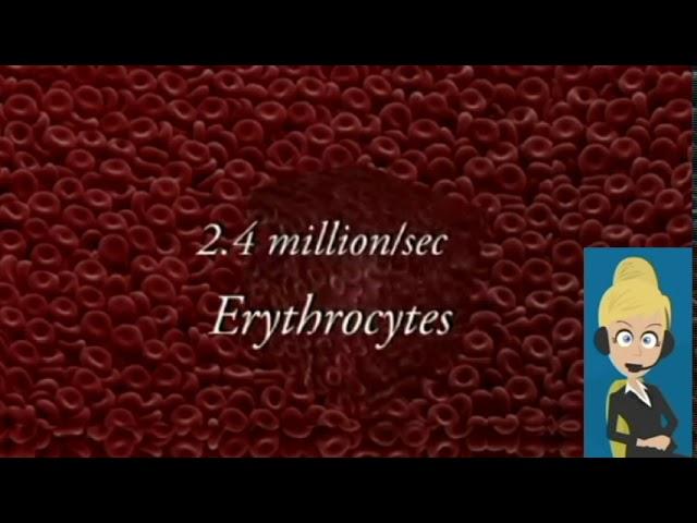 Hematology - Blood