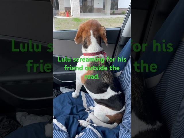Beagle! Loud noise, but she is pretty and love her so much! #beagle #funny .