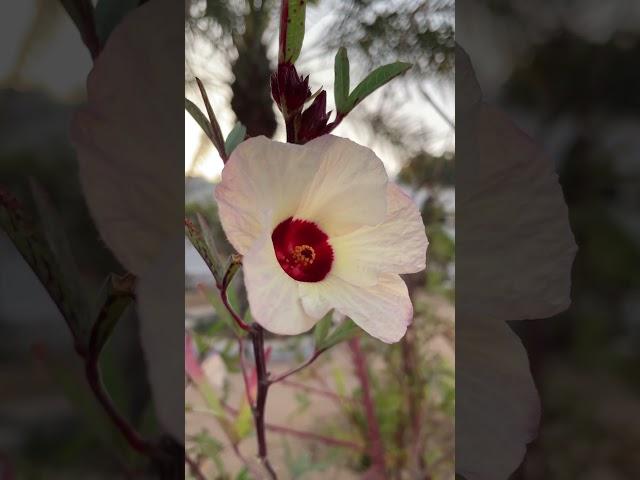 Be True To Yourself A lone flower... #loneflower #positivevibes #magiclens