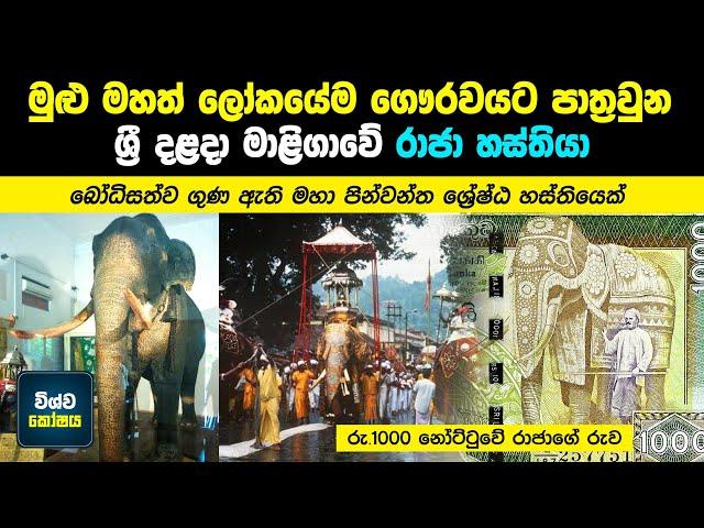 දළදා මාළිගාවේ රාජා හස්තියාගේ කතාව / Life Story of Raja Tusker Sri Lanka / Sinhala / Wishwakoshaya