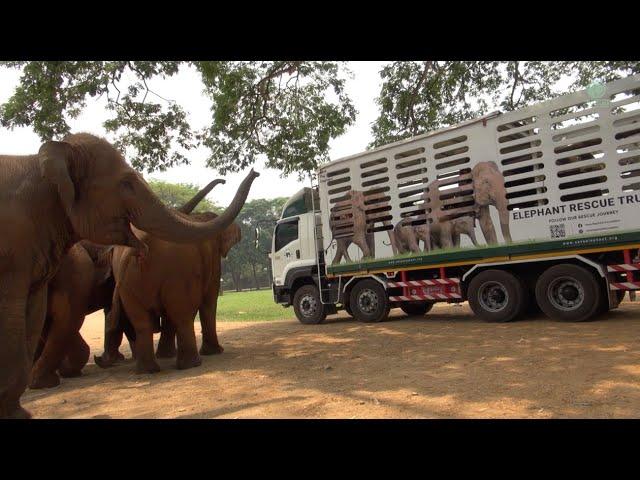 Herd Exciting On Arrival Of New Rescue Elephant “Dok Koon” - ElephantNews