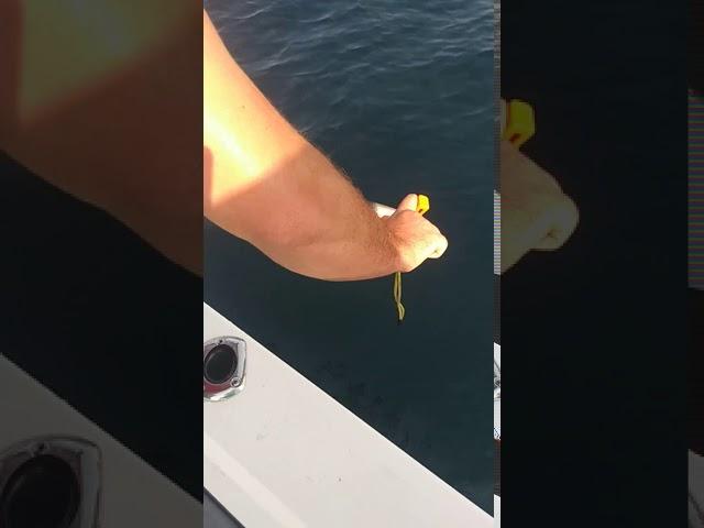 I finally caught a shark