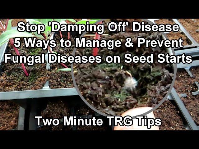 How  to Prevent & Manage 'Damping Off' and Other Fungal Diseases on Seed Starts: Two Minute TRG Tips