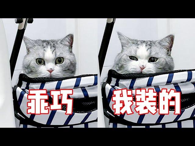没想到，我被一只猫骗了整整五年！？｜花花与三猫 Cat Live