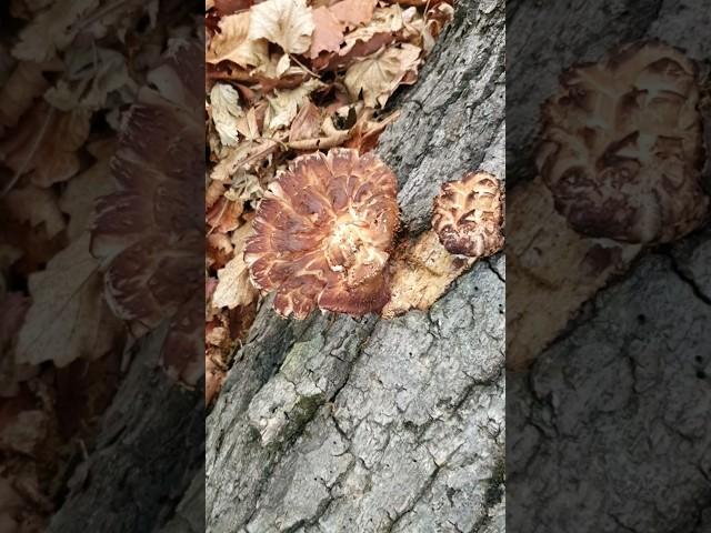 천연 조미료 백화고  (봄표고버섯)산행