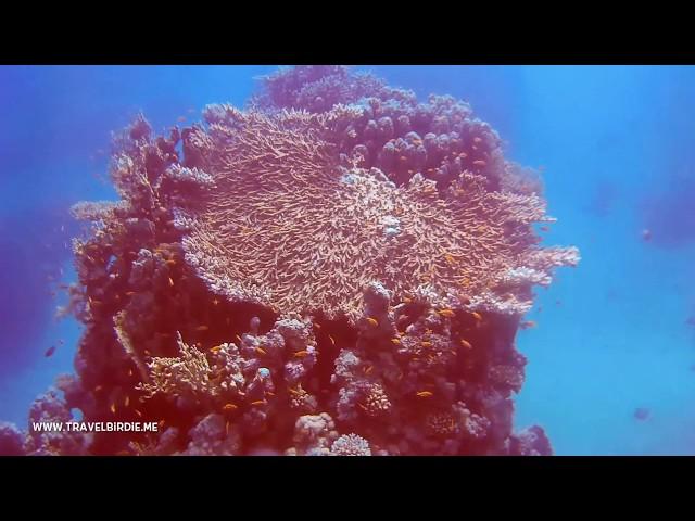 Scuba Diving In The Red Sea - Ras Mohamed National Park