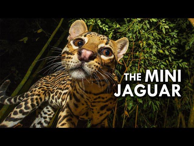 Ocelot: The Mini Jaguar