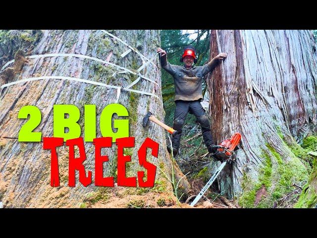 20. 2 Huge Cedar Trees | WoodBoss.ca