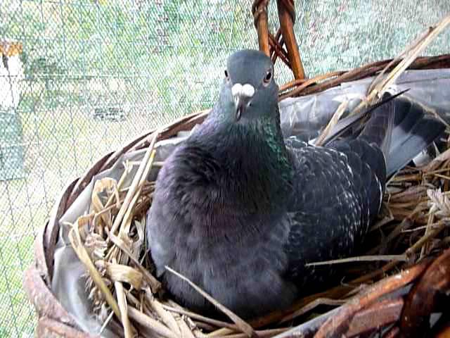 Tame feral pigeon defending fake egg in nest