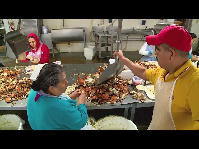 Maryland's Oldest Crab Processor  | Maryland Farm & Harvest