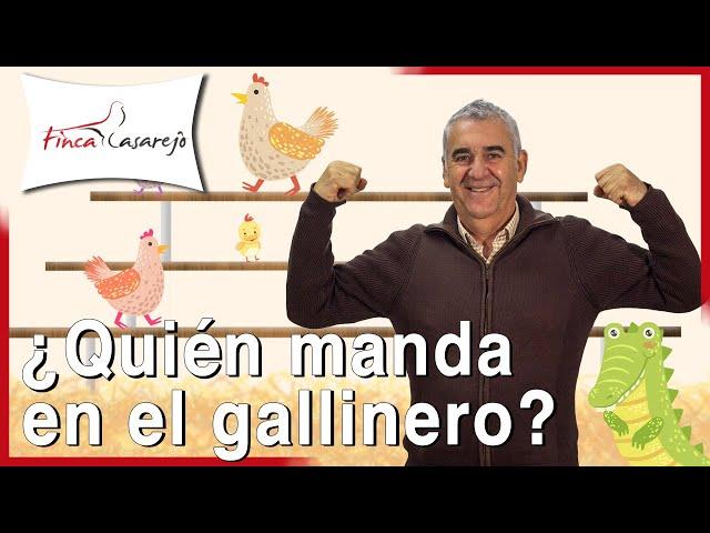 La jerarquía en el gallinero 