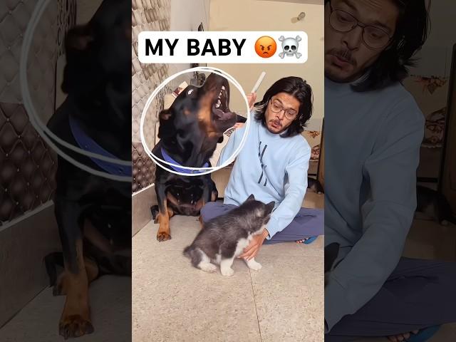 Rottweiler protecting baby from owner #dog #rottweiler #husky #trendingsongs #shorts #viral