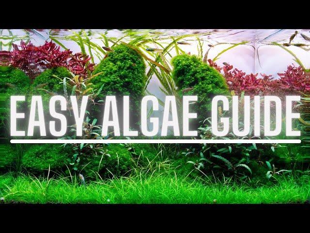 Complete Algae Beginners Guide - Learn ALL The Basics Of The Most Common Types Of Aquarium Algae