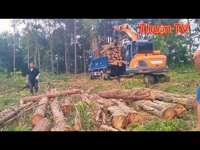 máy xúc gắp gỗ doosan dx55 làm ra tiền tỷ #máygắpgỗ