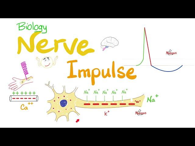 Action Potential - Nerve Impulse Transmission - Neurons  | Biology Series