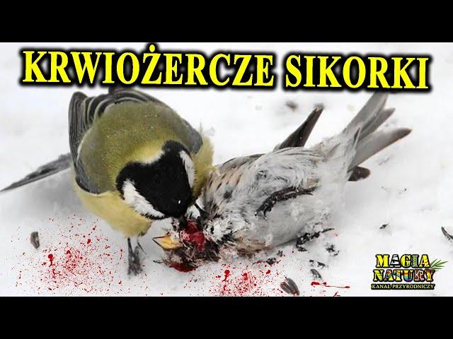 Wyżera Mózgi Ptakom i Nietoperzom - SIKORKA - Sympatyczny Oprawca