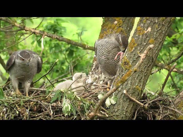 Ястреб тетеревятник - гнездовая жизнь. Goshawk - nesting life / 鷹 / 苍鹰