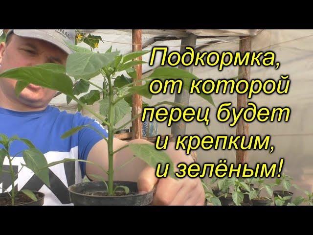 Перец будет крепким и зелёным - очень важная подкормка!