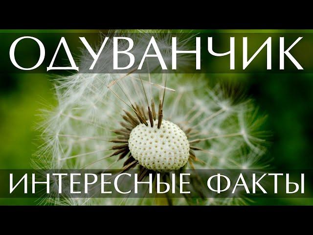 Одуванчик - интересные факты