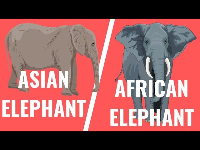 Asian elephant vs African elephant - Similarities and differences