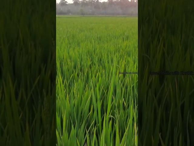 Evening vibes|Elavanchery|Palakkad