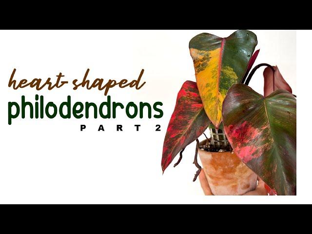 Philodendron Varieties Guide: Heart-Shaped Edition - Part 2 | Philodendron | Herb Stories