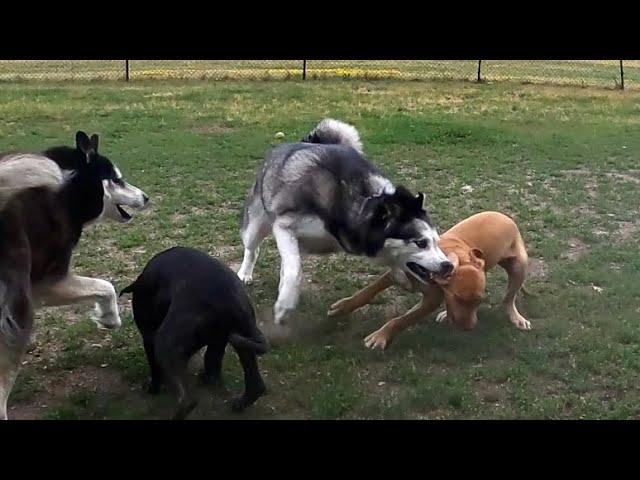 Bringing Treats To The Dog Park Ends BAD