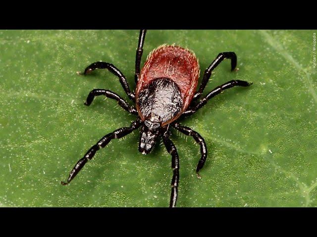 May is Lyme Disease Awareness Month | Lakeland News