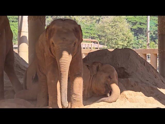 Nap Time for Baby Elephant Chaba - ElephantNews